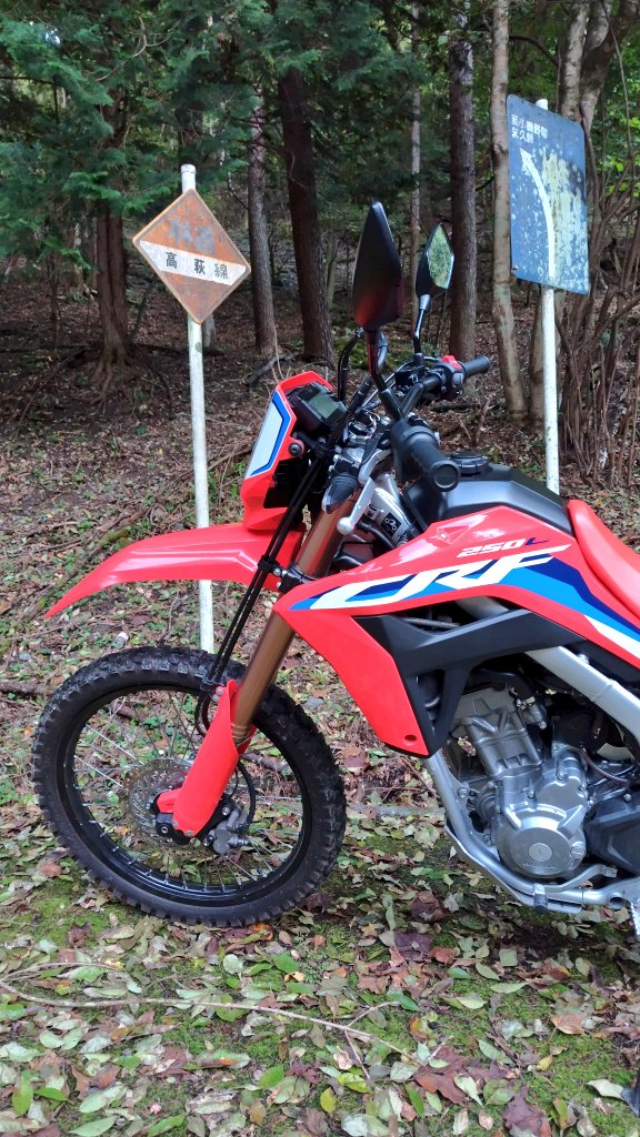 鹿がこしたんたんと群れている😸