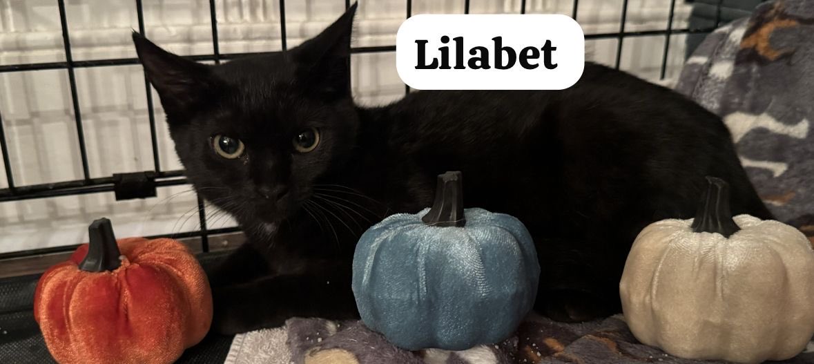 Say hi to Lilabet, a sweet 5 month old beautiful all black sweetie.  

She is cat, dog and people friendly.

She is such a love bug.

FIV+ - it is NOT contagious to any other cats or dogs

#adoptme #RescueRidge