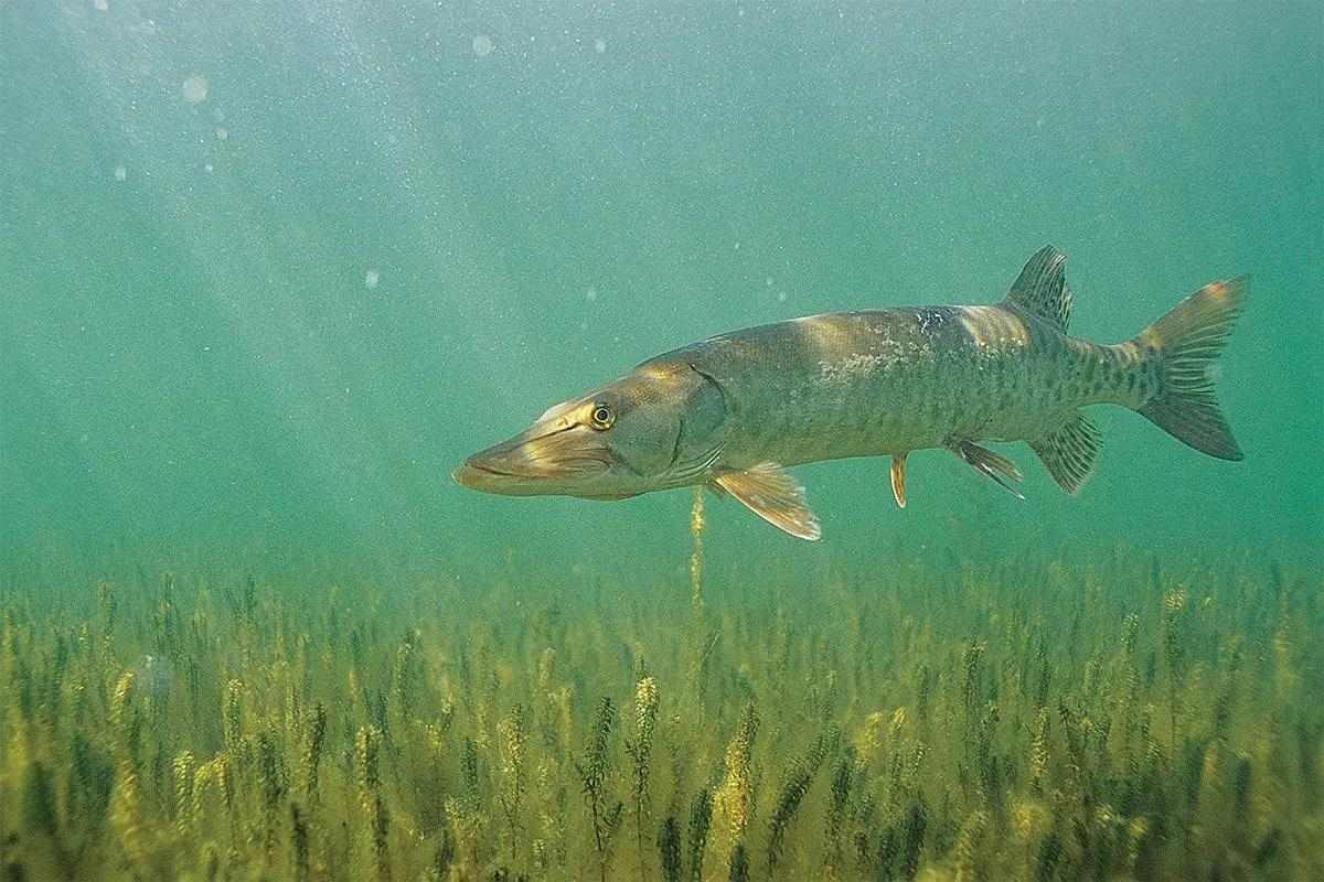 A long-term study reveals minimal biological impact from muskie stocking, even as social tensions ripple through the angling community.

in-fisherman.com/editorial/intr…

#infisherman