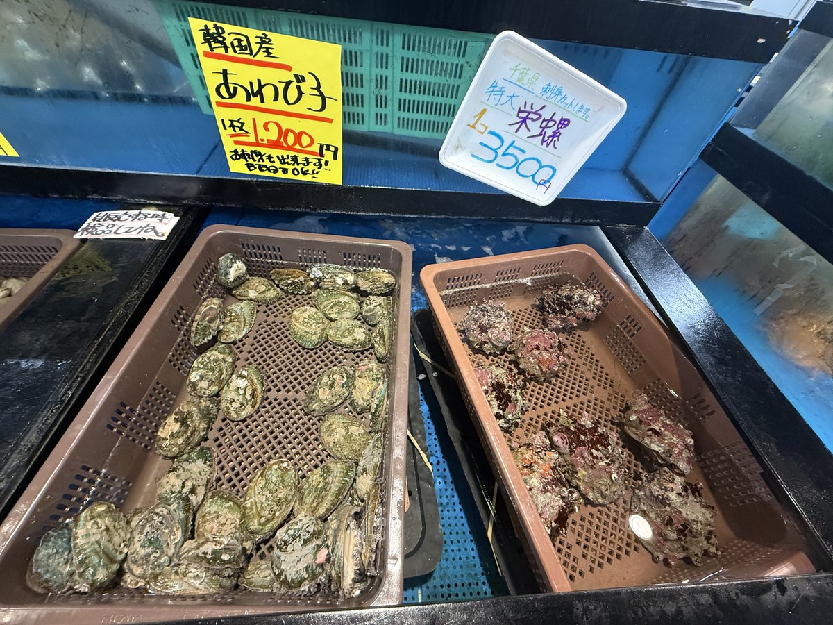BadToxic's tweet photo. More from the #fishMarket #ToreToreIchiban in #Katata, #Shirahama, #Wakayama, #Japan.
#fishy #toretore #toretorePark #fish #seafood #seafoodMarket #Fischmarkt #Fisch #Meeresfrüchte #Japanese #Nihon #日本 #Nippon #vacation #Urlaub #trip #Asia https://t.co/Btl1ZAczCN