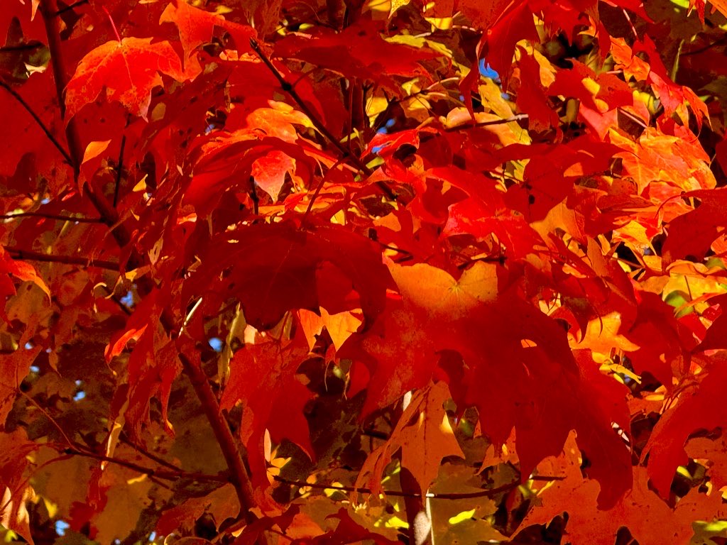 Fall with its flavor &amp; fragrance! 
Often wonder if in the zeal of photography, we forget to see with our own mortal eyes !!
#Fall #Foliage #FallVibes #Autumn #AutumnVibes #Autumn2025 #Fallcolor #NewEngland #NaturePhotography