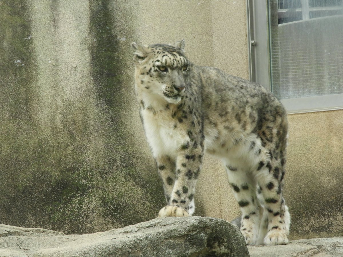 原画　雪豹　前進 #95 naojiro＠直次郎 on X