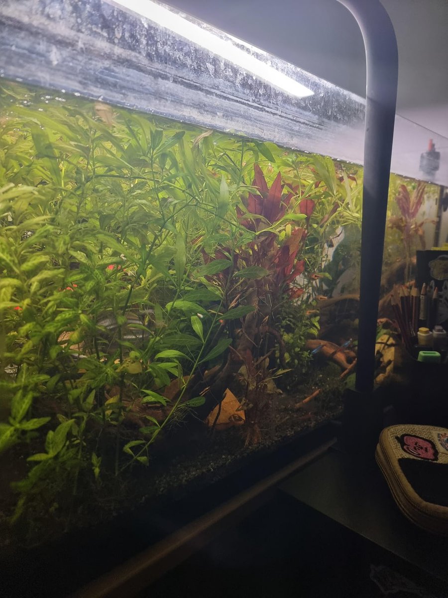 #Aquariums: How many plants are too many
 
flakefood.com/789796/aquariu…