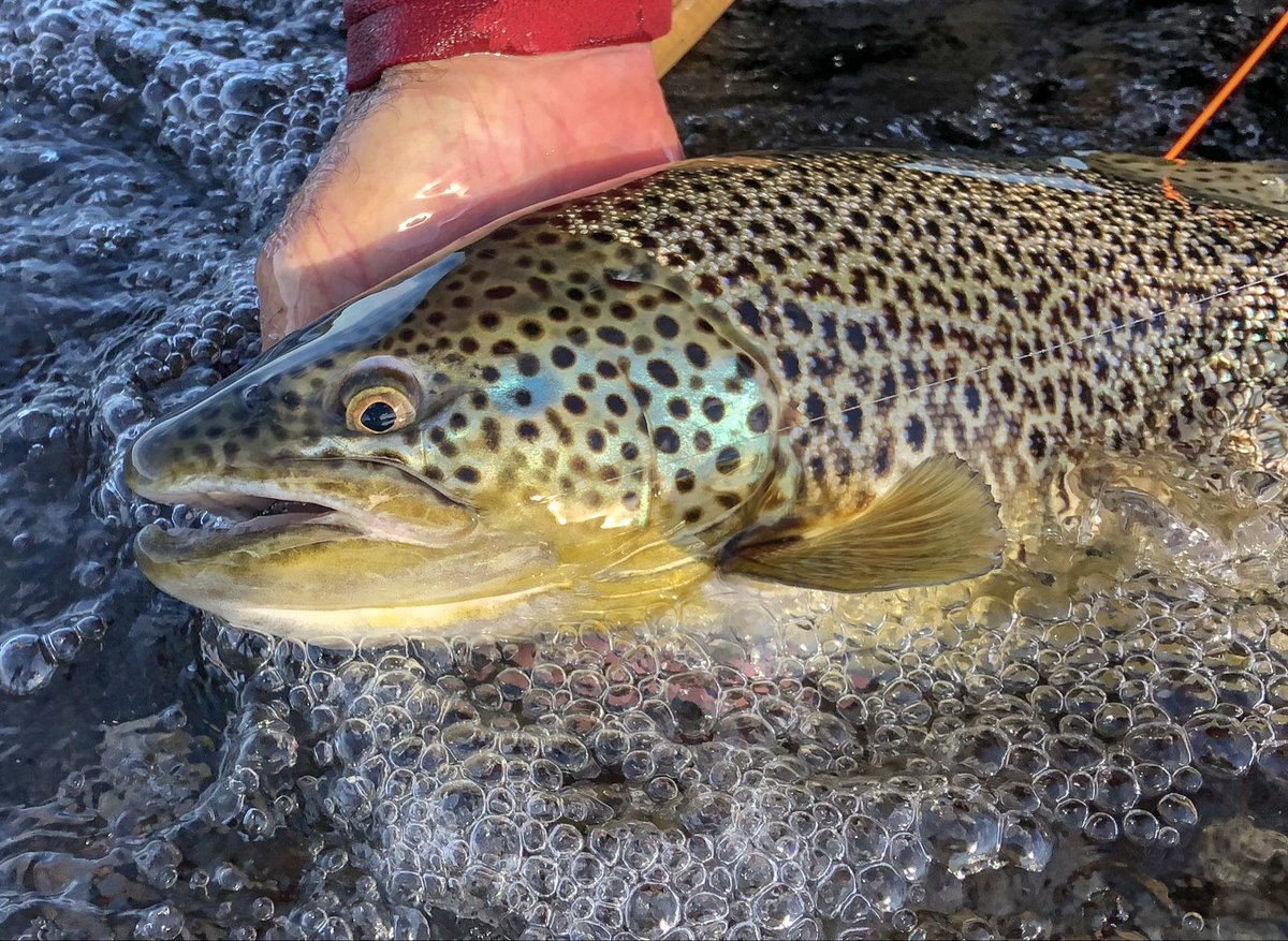 ElevenAngling tweet media