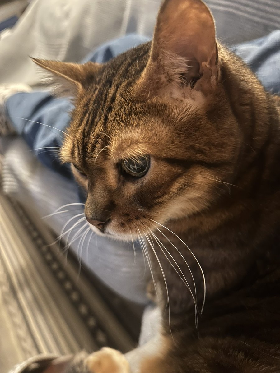 I’m so happy to be part of  #snelovespets to raise money ❤️❤️❤️