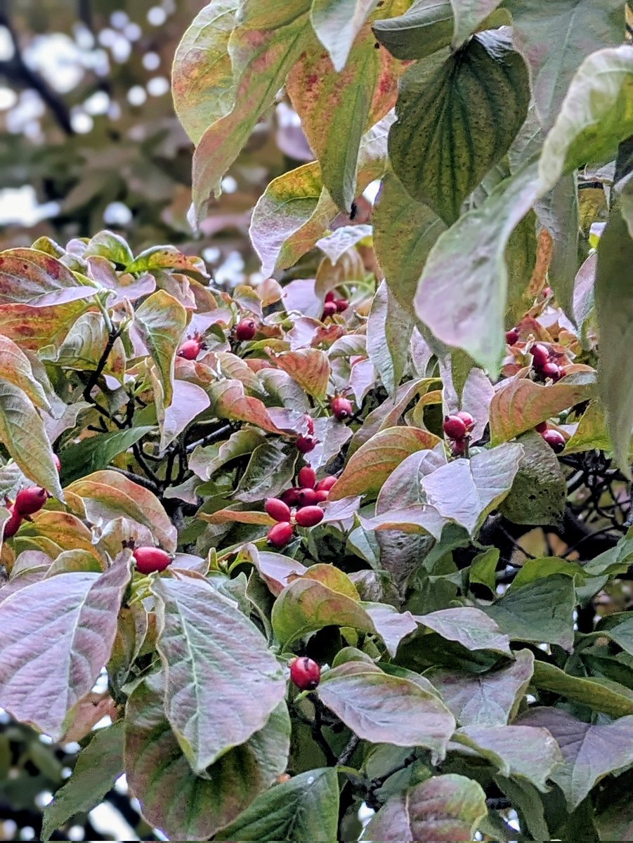 かず♪(*^ー゜)♪ on X