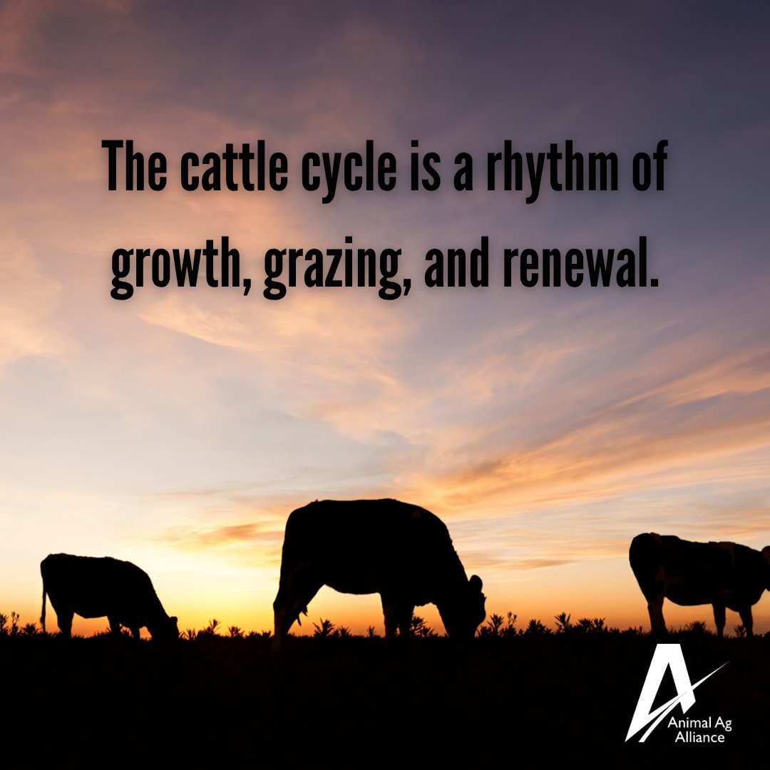 animalag's tweet photo. Ranching runs on nature’s timeline. 🌾 Every 8 to 12 years, U.S. beef herds move through natural cycles of expansion and contraction influenced by weather, markets, and feed supplies. https://t.co/i7EqVeJnIy https://t.co/8Urr0bogSi