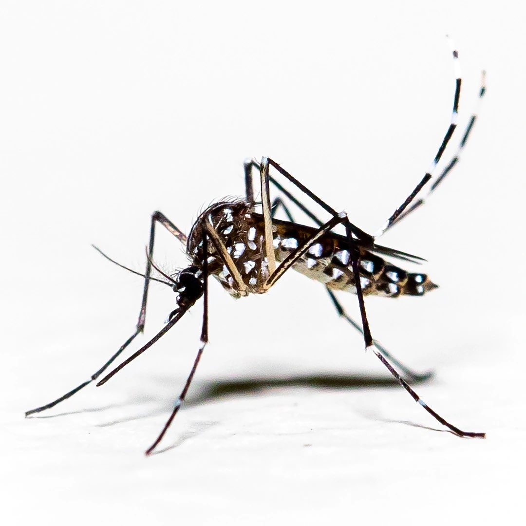 PopCrave's tweet image. Mosquitoes have been spotted in Iceland for the first time.