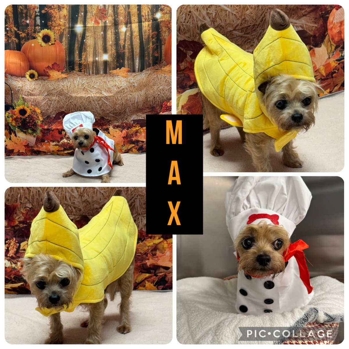 Happy HALLOWEEN 2025 🎃🍂🍌👨‍🍳