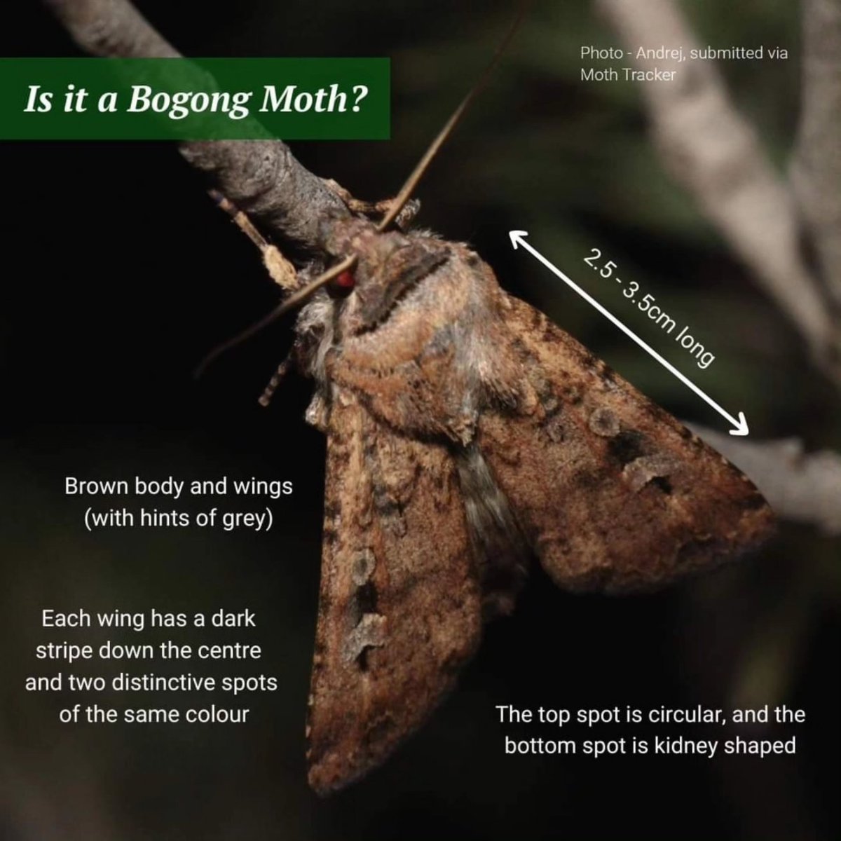 drmparrott's tweet photo. Coming up soon, I'll be chatting with ABC Eyre Peninsula about Bogong Moths, Moth Tracker and how everyone can help! Think you've seen a Bogong Moth? Upload your photos to Moth Tracker!
#MothTracker #citizenscience
@ZoosVictoria @abcnews
https://t.co/vbwIeVisSB https://t.co/mibO7TTe9e