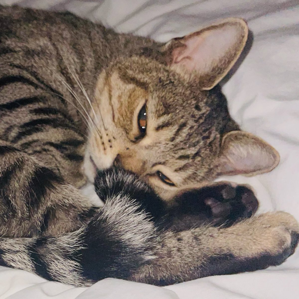 Where's my Mum? Abandoned once again. I should have known when the tick tick feeder was placed down. That means Billy abandoned until late. She better not come home smelly of the toddling gremlin or the DOG! #TabbyUnion #Catting #Tabby
