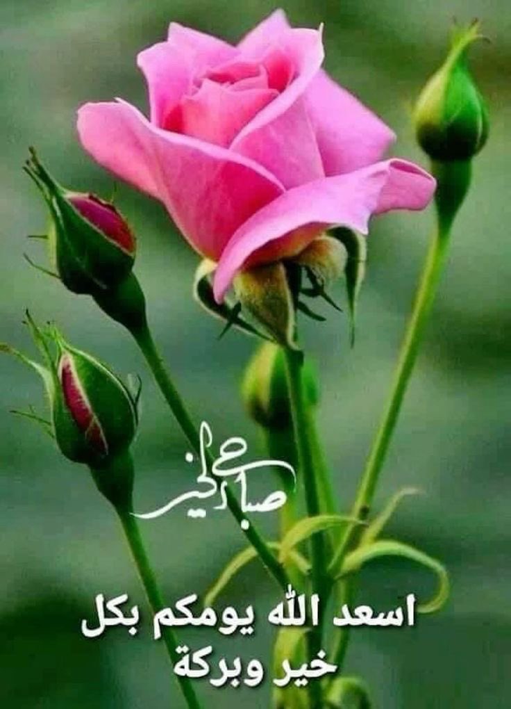 💕عبير 🥀 tweet media