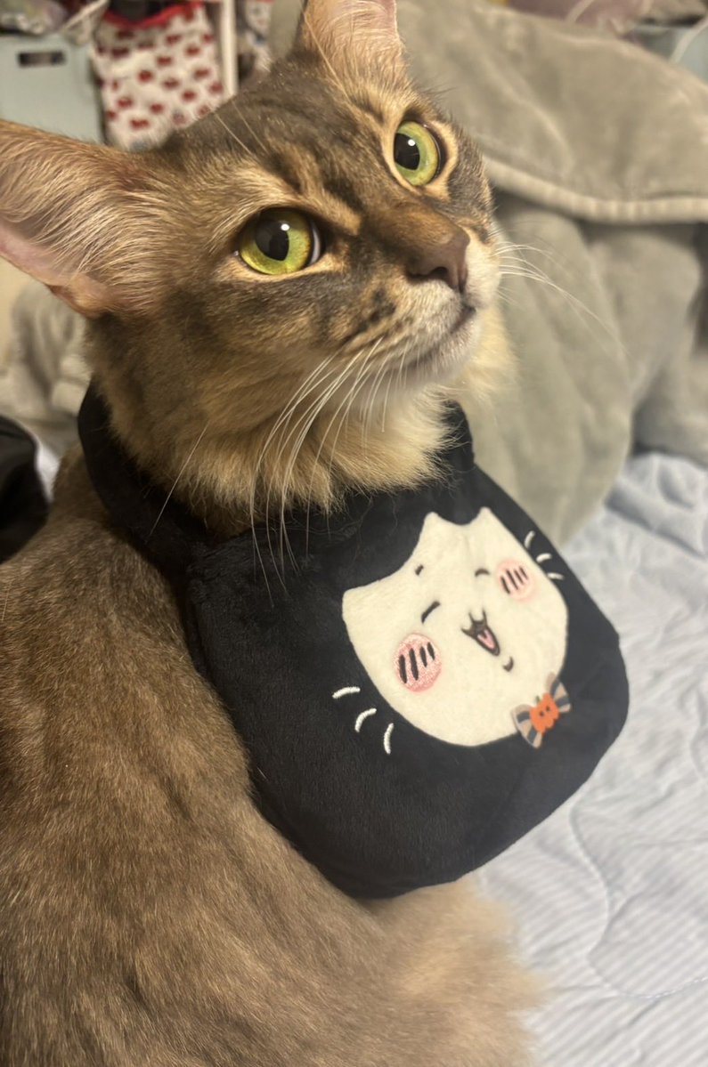 ミロメーラからおはようございます☀
被されても嫌じゃ無いにゃ🐱
お姉ちゃんは怪訝なかお（笑）

横浜現在12°
昼間は19°になるみたいで良かったです
^_−☆

今日もよろしくお願いいたします✨

#ソマリ
#ソマリブラックシルバー
#ソマリブルーシルバー