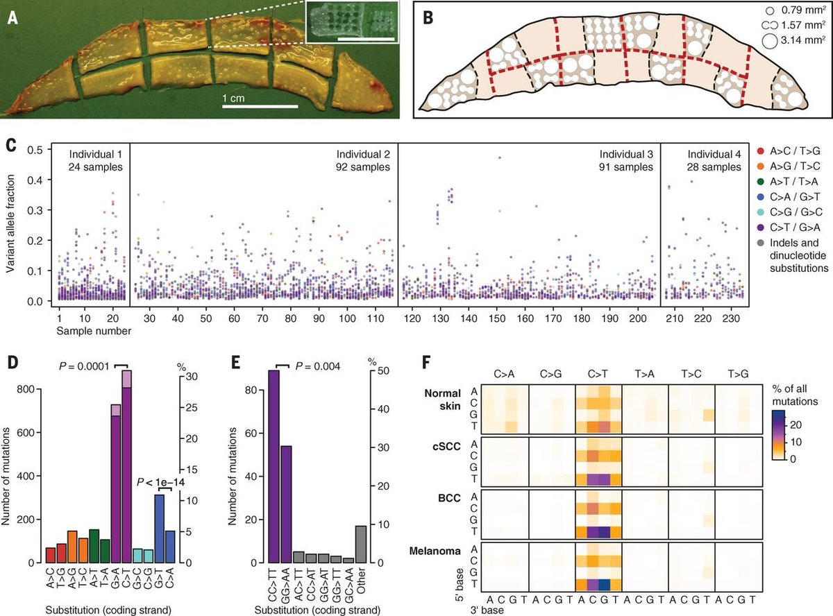 In this <a href="/NatureGenetics/">Orli Bahcall</a> commentary, I reflect on an older paper from the Campbell group <a href="/sangerinstitute/">Wellcome Sanger Institute</a> showing how normal skin is full cancer mutations yet stays healthy to highlight the opportunity to revisit this question using new spatial omics tech: nature.com/articles/s4157…
