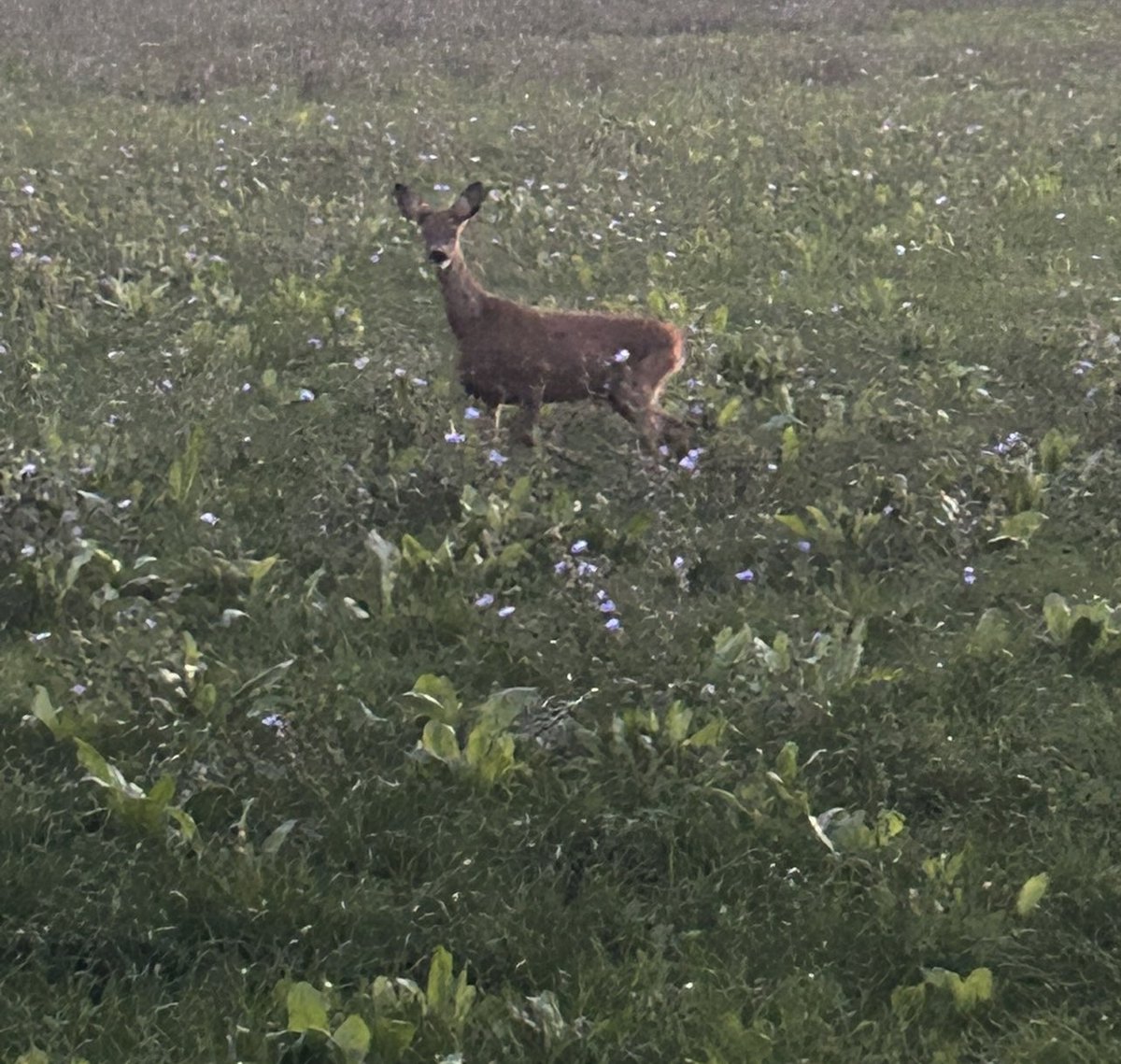 SusanTudge's tweet photo. 🦌 Met a moment of magic— she stepped out like a breath of wind, quiet as dusk.🌿✨ https://t.co/2LfhNSQYfi