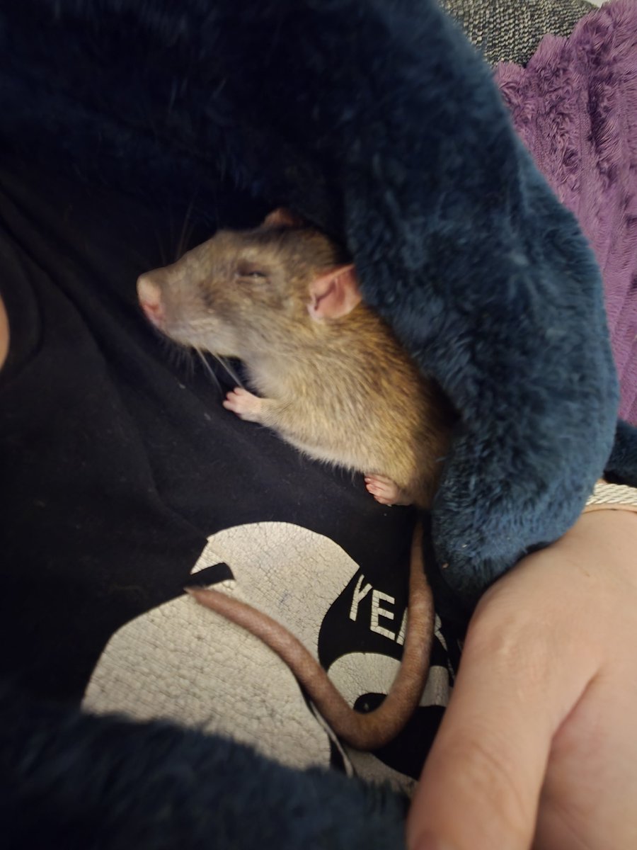 Dr Fat Baby Browen tweet media