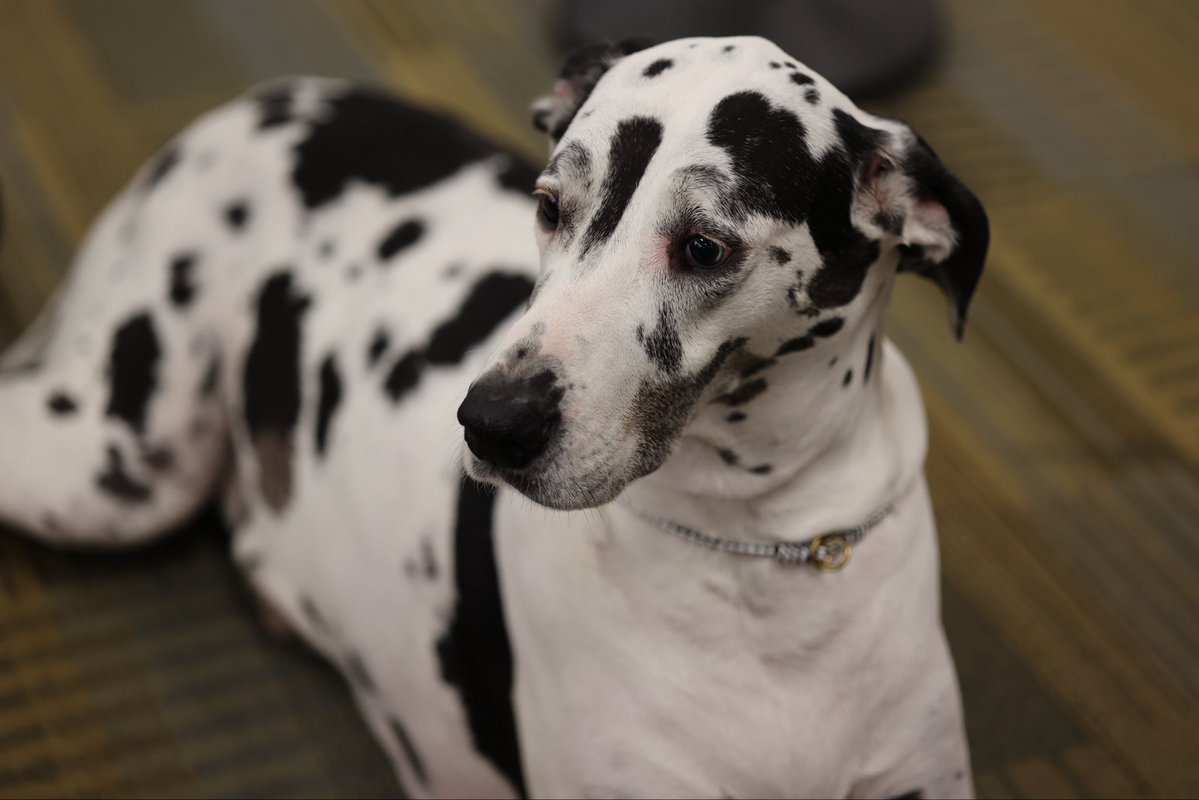 cpplibrary's tweet image. We have some sad news, Gracie, our biggest female therapy dog died last Saturday. With her many visits, she saw thousands of students, faculty, and staff. Thank you so much giving us lots of love over the years.