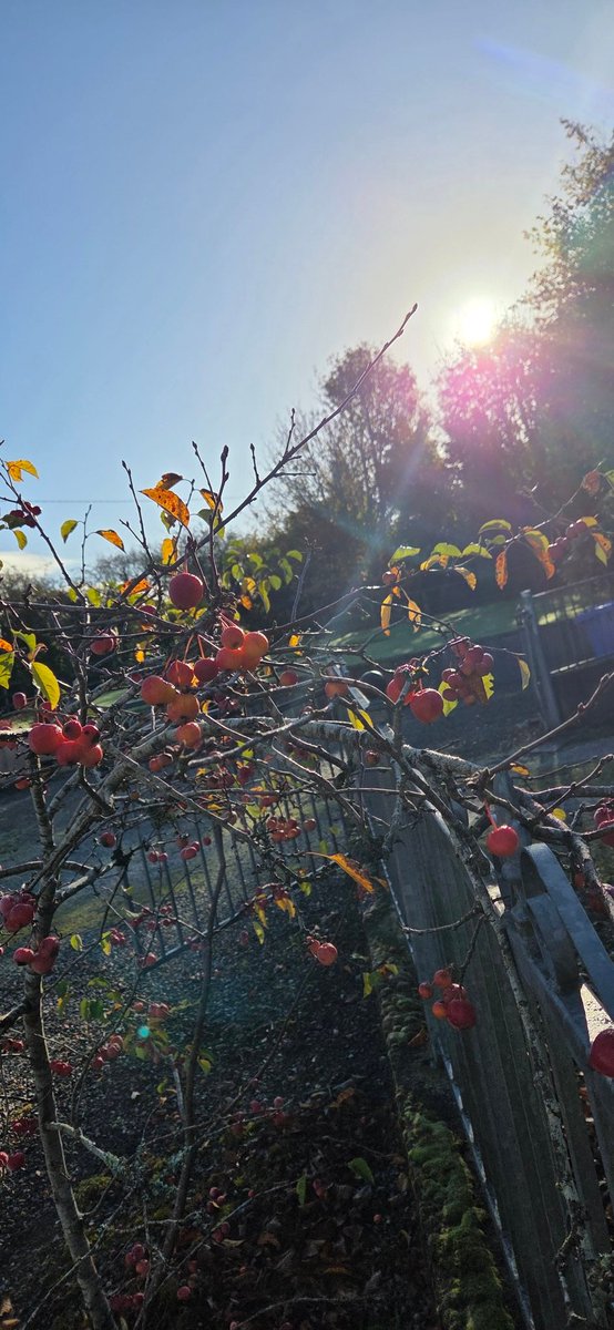 fitzyok's tweet photo. Maidin álainn chun siúil(lovely morning for a walk).An ghrian ag taitneamh agus radharc ar na Galtees inniu(sun shining and the Galtees in view).Caora ar an dtor(berries on the bush).Caife deas i nDroichead na Bandain(Bandon).
#300DaysofGaeilge
#300daysofwalking
#GaéilgeGachLa https://t.co/SqfYtyslGd