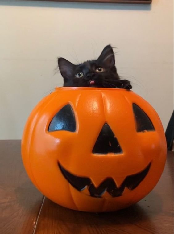 trick or treat
