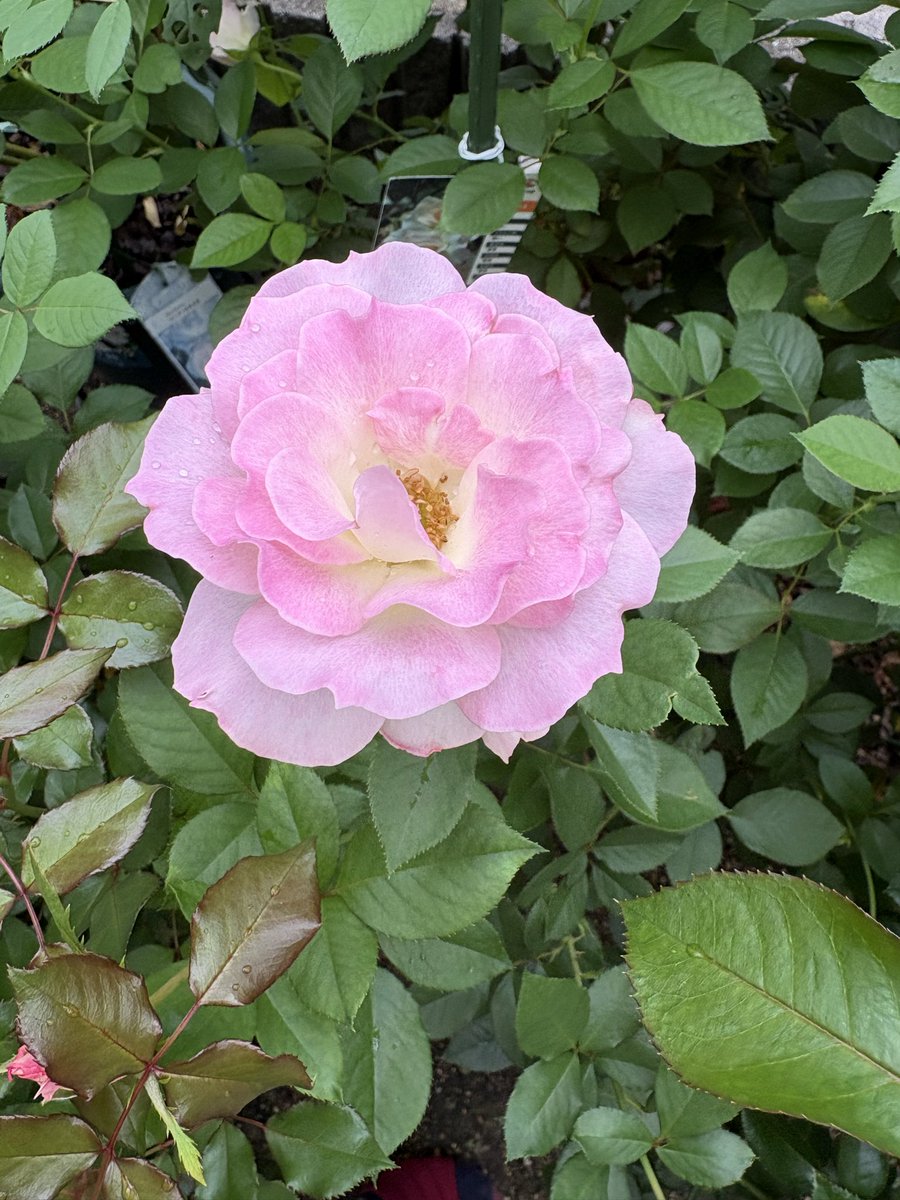 おはようございます(*^^*)
今日もよろしくお願いします(´っ•ω•ｃ`)
今日は、市内の病院に行く日なので、リプ欄を閉じさせて頂きますね
今朝も寒いですね
体調に気を付けてね