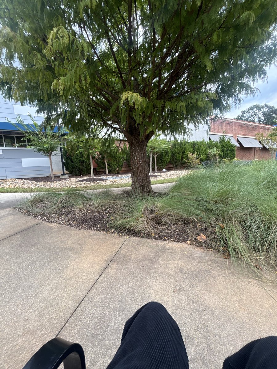 bakerhythm's tweet photo. i fw this tree https://t.co/o8bkV5g2yd