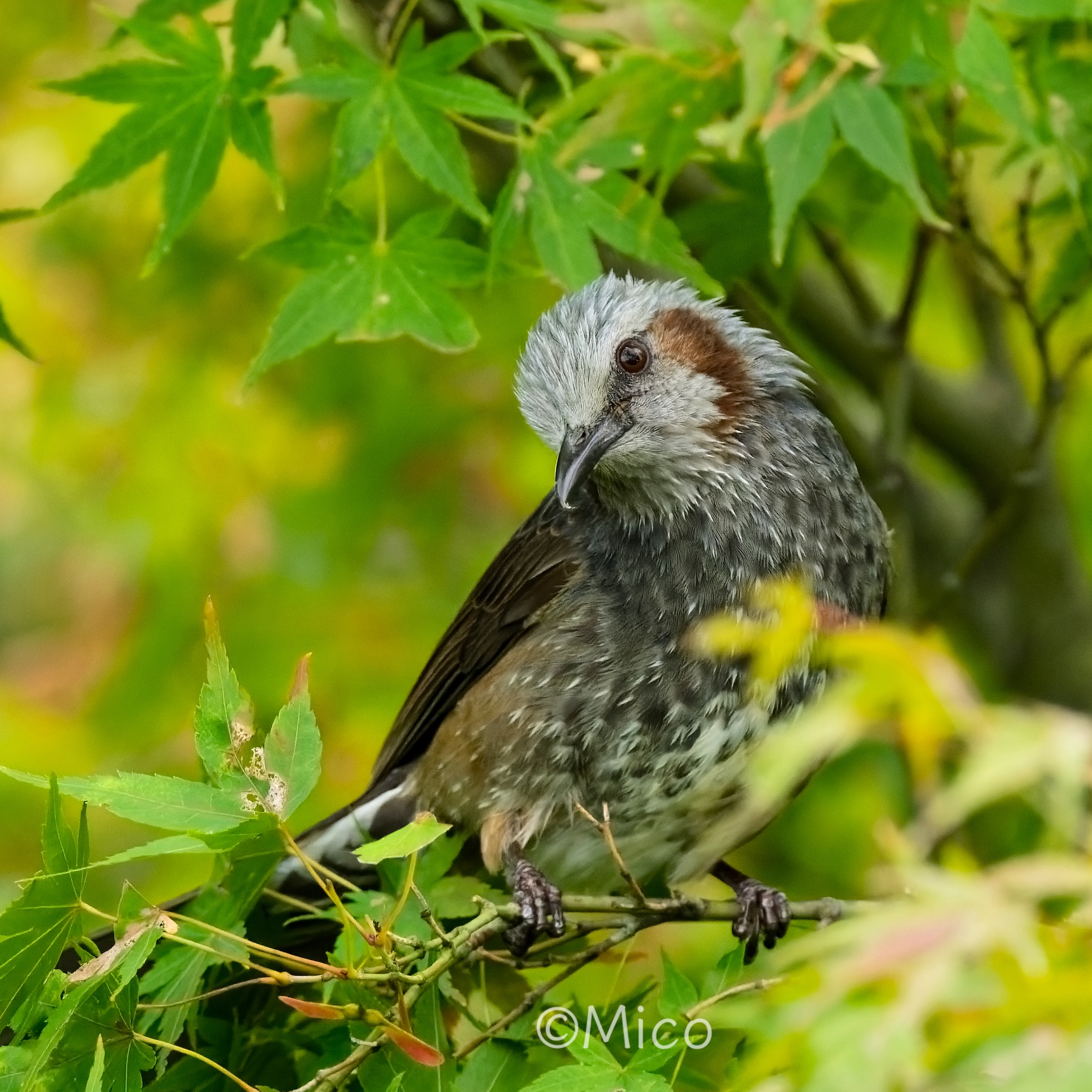⭕️ミッチー様774短い秋600大雪の奥飛騨 ⭕️ミッチー様774短い秋600大雪の奥飛騨 みっちー (@8knmitchy) / X