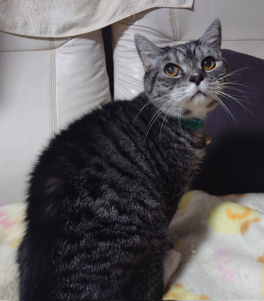 128QAM (@raphael_root_su) on Twitter photo おはようカムイ君だニャン🐱
今日は、
霜降
電信電話記念日
津軽弁の日
モルの日
じゃがりこの日
化学の日
家族写真の日
おいもほりの日
オーツミルクの日
あんしんの恩送りの日
国産小ねぎ消費拡大の日
天ぷらの日
乳酸菌の日
だニャン🐱
たまにじゃがりこ食べるニャン🐱 おはようカムイ君だニャン🐱
今日は、
霜降
電信電話記念日
津軽弁の日
モルの日
じゃがりこの日
化学の日
家族写真の日
おいもほりの日
オーツミルクの日
あんしんの恩送りの日
国産小ねぎ消費拡大の日
天ぷらの日
乳酸菌の日
だニャン🐱
たまにじゃがりこ食べるニャン🐱