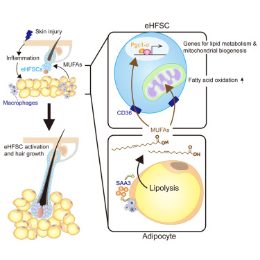 Cell_Metabolism's tweet photo. New!  Online now: Adipocyte lipolysis activates epithelial stem cells for hair regeneration through fatty acid metabolic signaling https://t.co/ubuxpNX94b https://t.co/nPtj0Al28o