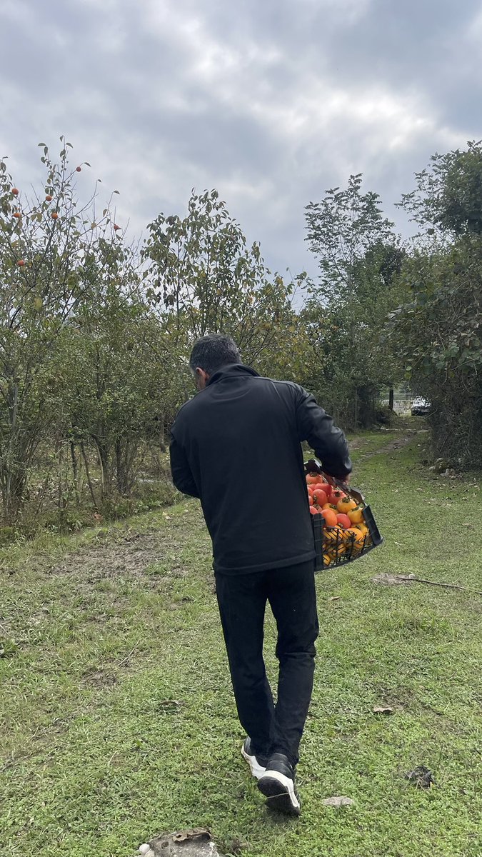 .
خرمالو چیدیم ..

#شهسوار