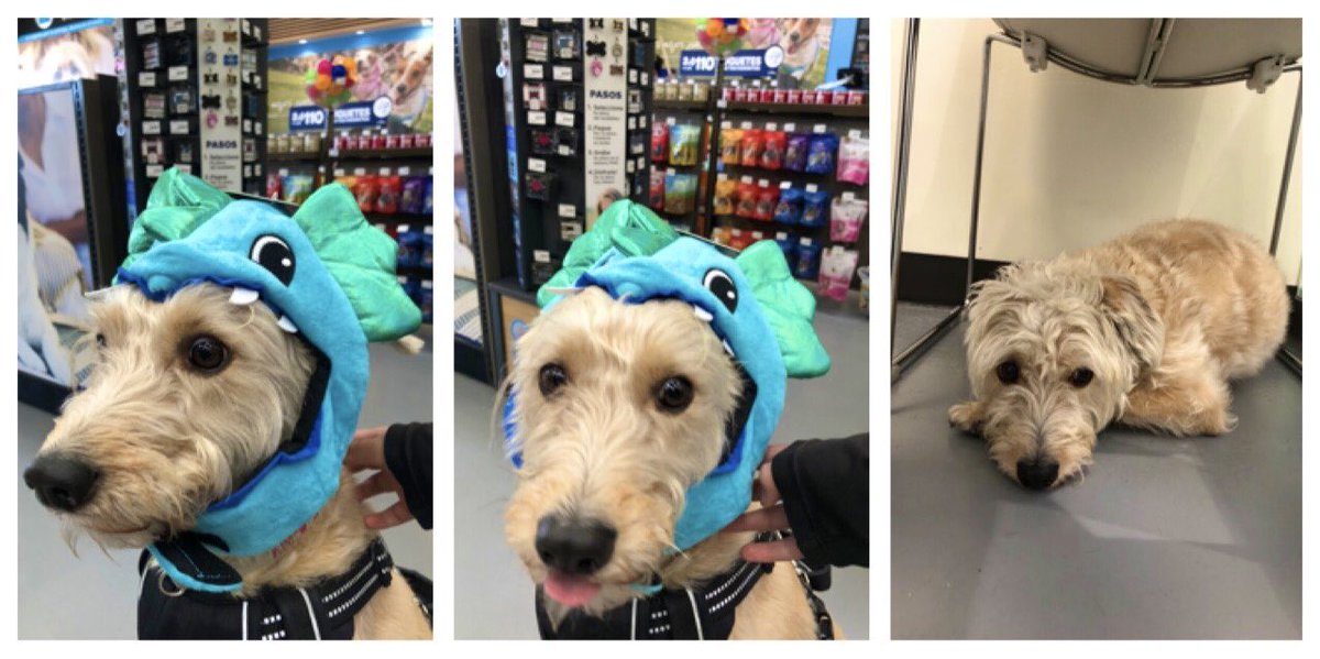 Alex7ny's tweet image. Todo era risas y diversión, hasta que llegó la cuenta del veterinario