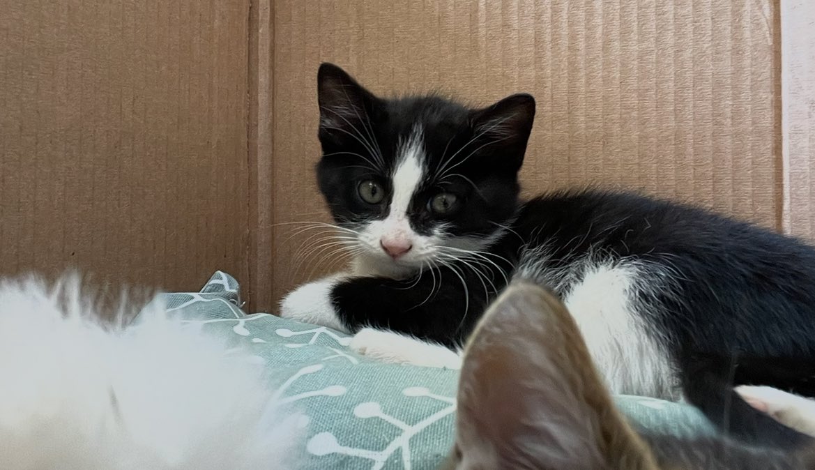 Yaklaşık bir ay önce kardeşleri ve annesiyle birlikte sokağa terkedilmişlerdi hatırlarsınız. Bu fotoğraf onları bahçeme getirdiğim günden. 
Neredeyse yirmi gündür yeni yuvasında.Büyüyor, maç izliyor :) onu çokça seven güzel bir ailesi var. Sahiplendirme yapan arkadaşlarım