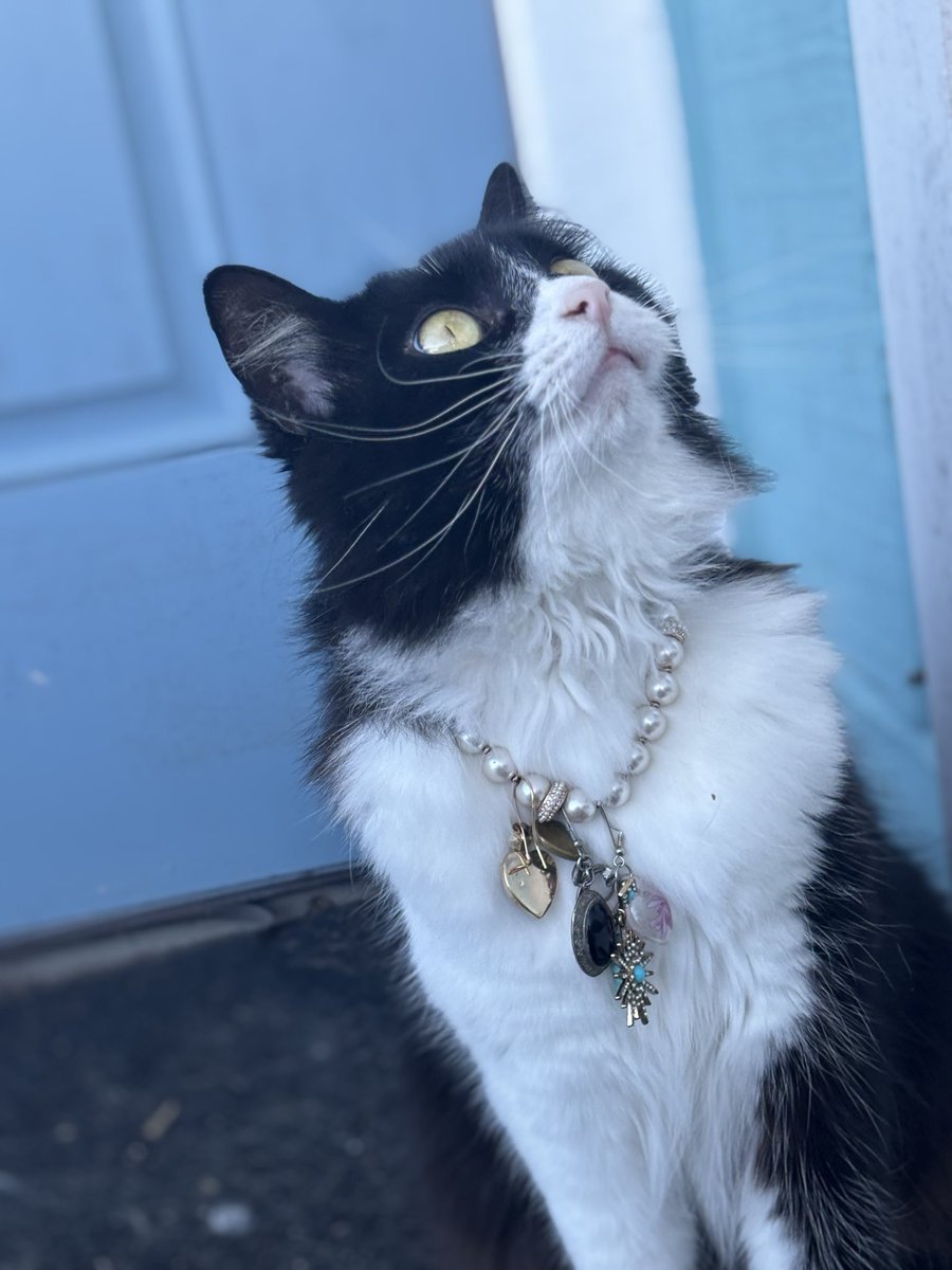 sweeetcyanide's tweet image. He knows nothing.  Home all day.  #lourve