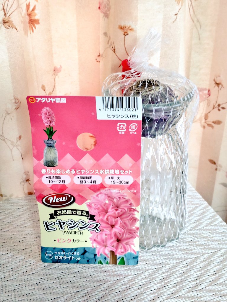 ヒヤシンス様 ヒヤシンス：アクア 5球セット の通販 | 園芸ネット