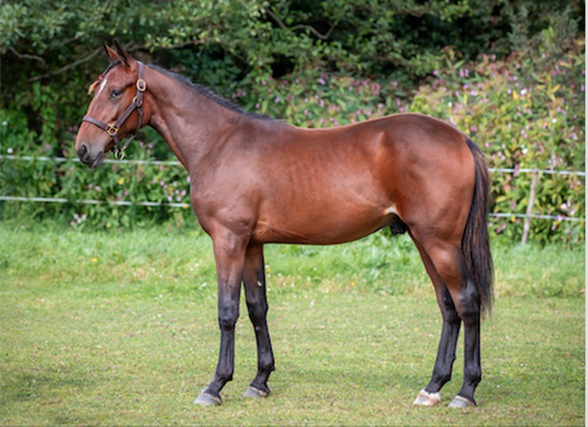Häng med på en välstammad ettårig travhäst!

Pure Succes e. Ecurie D. u. Lady Madeleine

Hästen kommer tränas av Christoffer Eriksson.

Pris; 2300:-/andel (100 andelar) med en månadskostnad på ca 200:-/månad.

Stall Ofcourse administrerar.

Mer info här; stallofcourse.se/andelshast/pur…