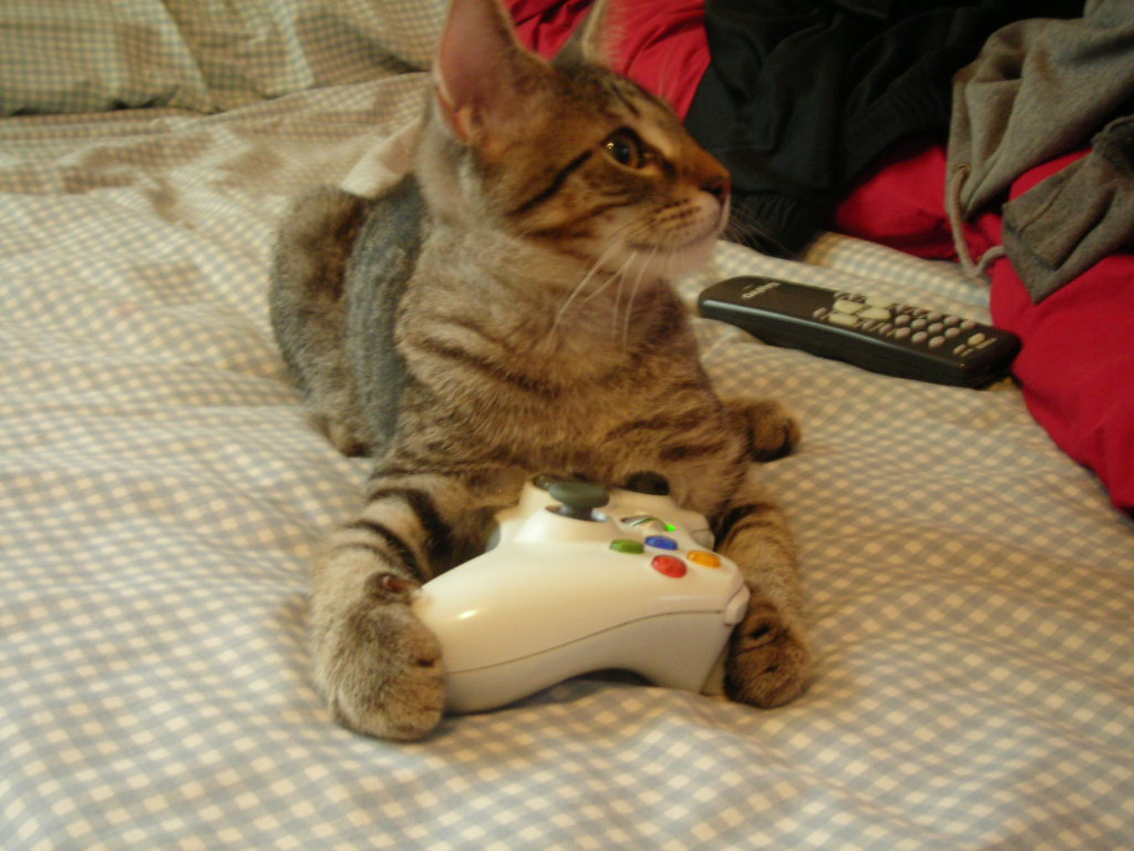 This hurts to say but my oldest cat has passed away. He joins his brother up in kitty cat heaven.