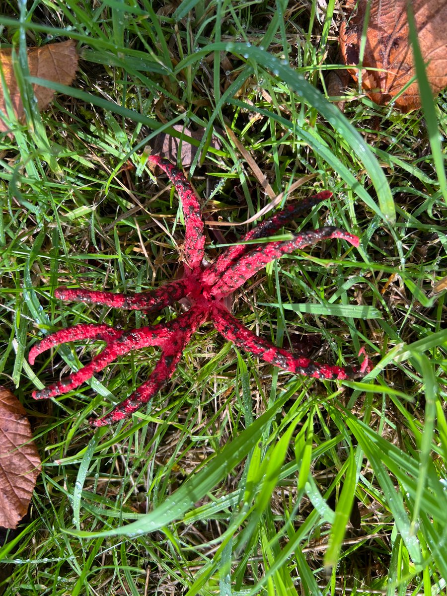 Found in the field, one very weird plant. It’s called Devil’s Fingers a.k.a. Octopus Stinkhorn. I shall not be having it on toast.