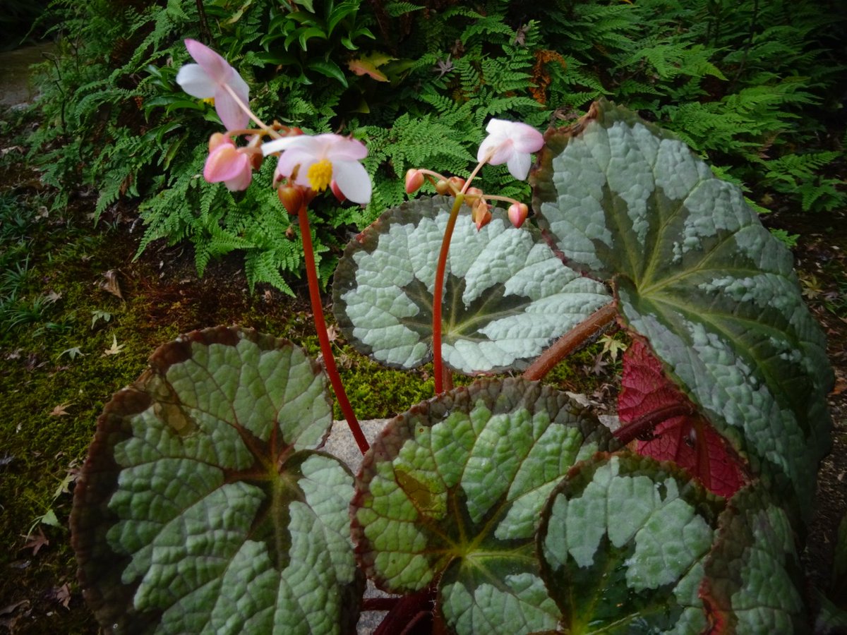 begonia_ysd's tweet photo. #ベゴニアレックス（アッサム産）
#Begoniarex（Assam）

開花開始！葉は汚い😅 https://t.co/trCVex9XLi