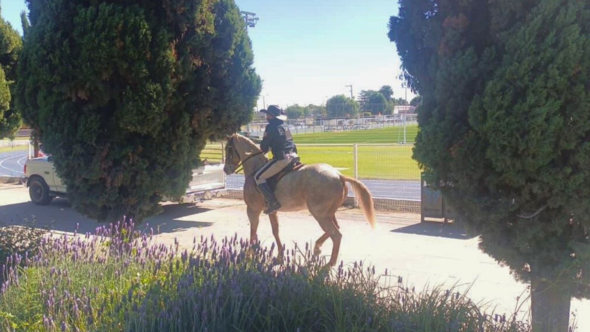 🌳🪑 En el Parque Intermunicipal y la Zona Arqueológica, te encontrarás con amigos que te cuidan. 🙌🏼

🐴 Nuestros ejemplares de la #PolicíaMontada y sus manejadores están para brindarte seguridad, pero también puedes saludarlos. 

#ContigoConstruimosSeguridad🤝🏻