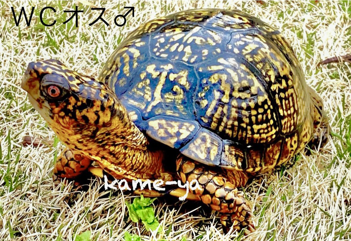 おはようございます☀️
他の血統よりＸ投稿が少ないＹ１血統ですがワイルドの血を強く引く個体が多い（イエロー系）魅力的な血統です✨
ベビーからの化け幅は本当に驚く個体も居ますよ😊
#トウブハコガメ
#burikura