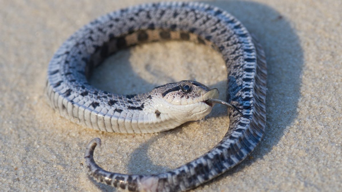🚨 DEADLINE OCT 28! Help save the Southern Hognose Snake! 

USFWS proposed a Threatened listing, but we need your comment to finalize it. Take urgent conservation action!

📝 Submit your comment now: regulations.gov/document/FWS-R…

👉 Suggested comment &amp; details: savethesnakes.org/2025/10/22/sou…