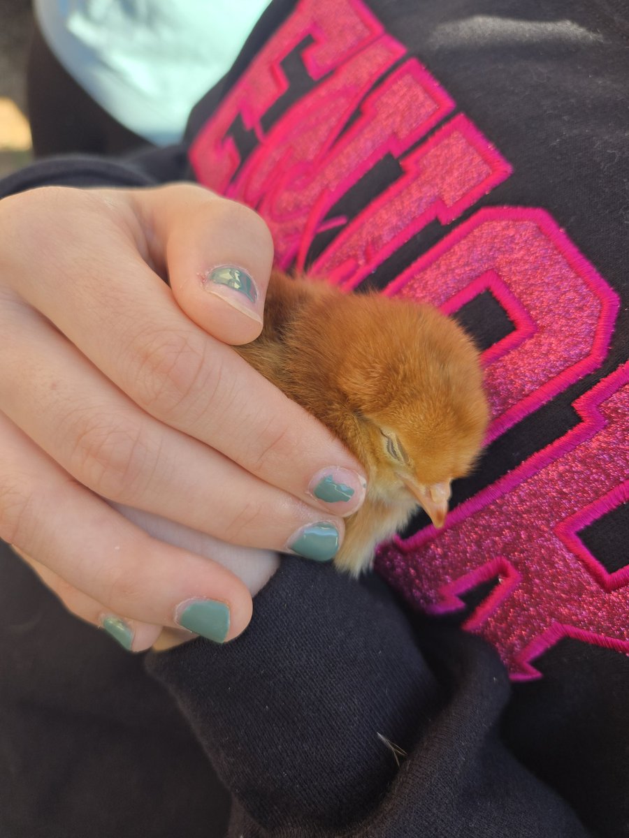 Everyone is loving Large Animal Science's new baby chicks!