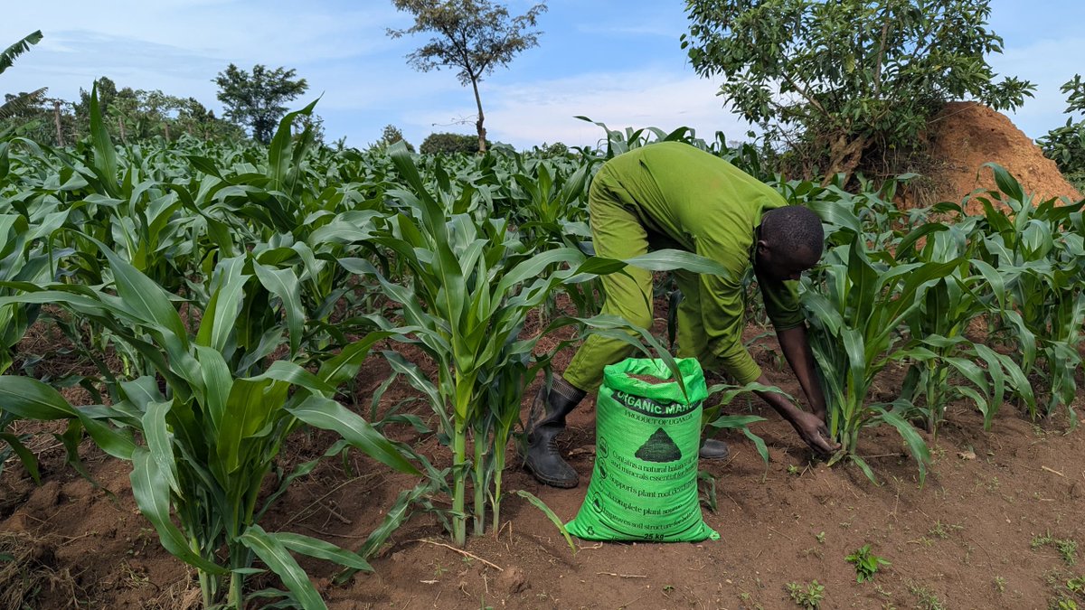 Akatale On Cloud tweet media