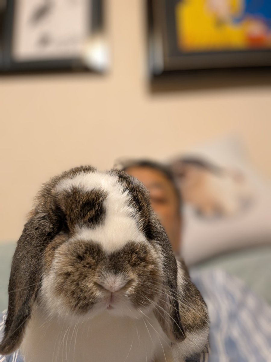 もも♀🍑@うさぎパパ (@momorabbit21) / Posts / X