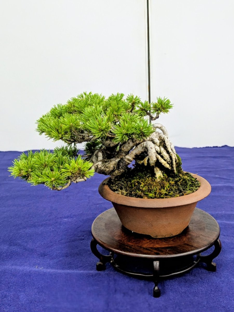 近代出版 編集部 (@kinbon_bonsai) / Posts / X
