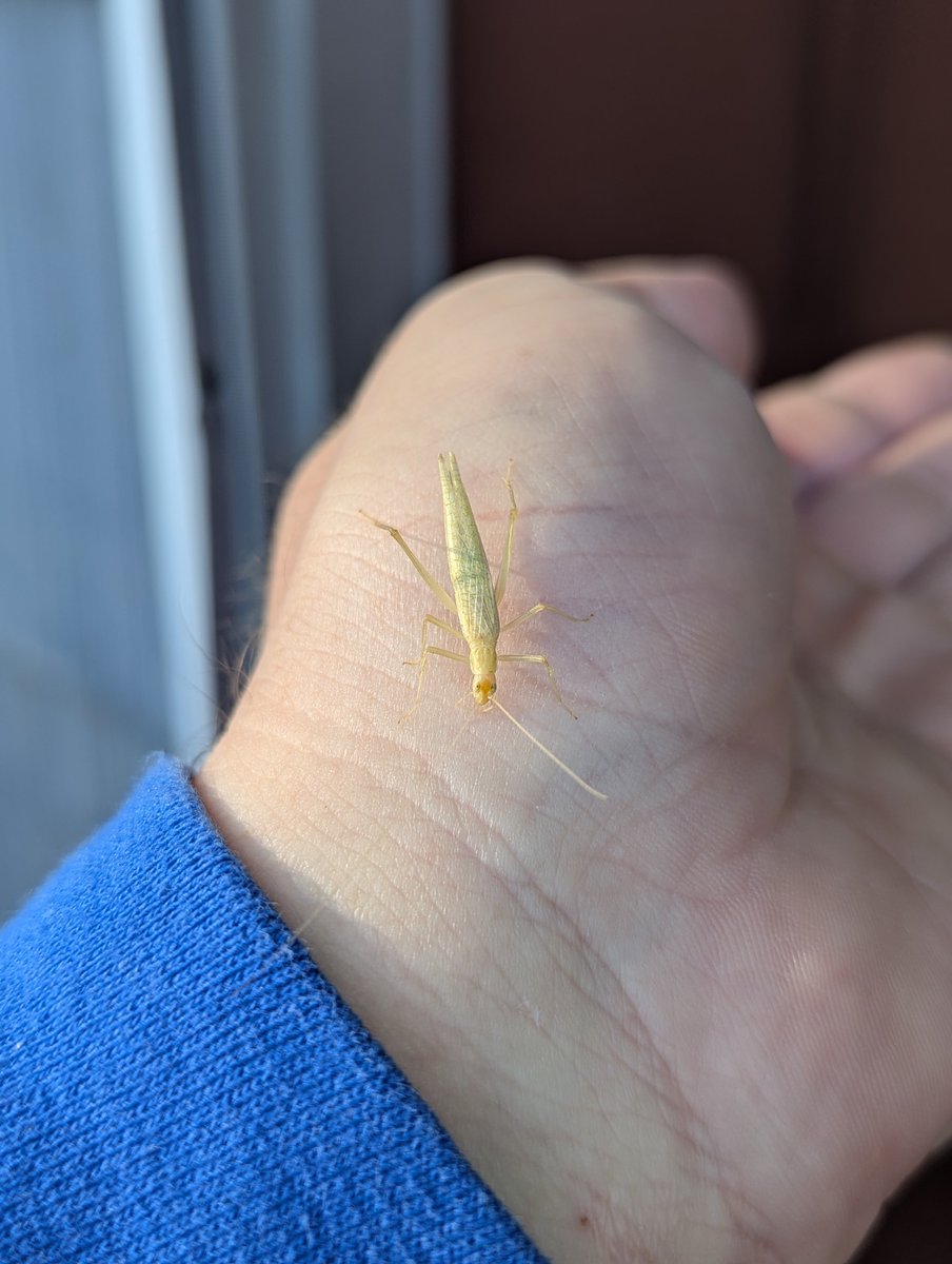 Found this cool tree cricket crawling on my screen door.