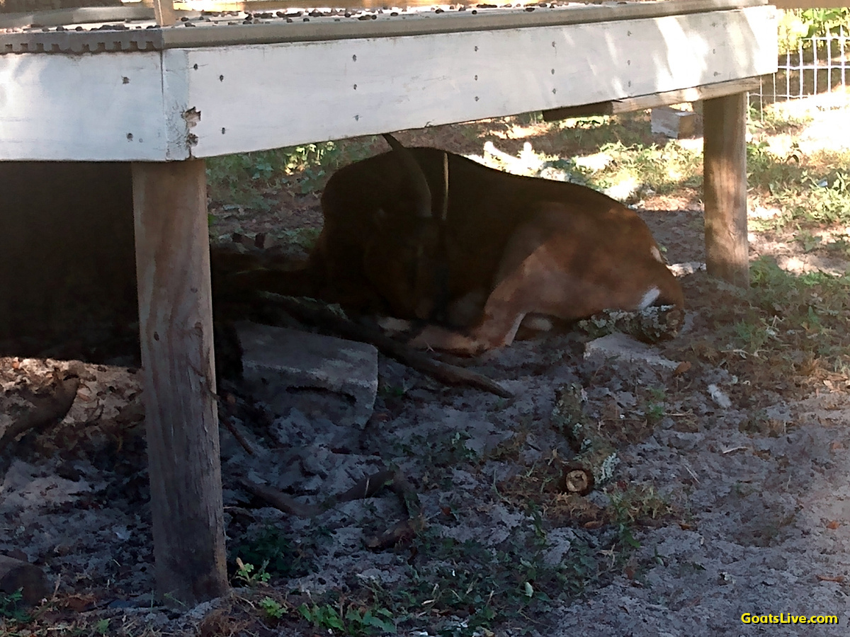 Sometimes a girl just wants to be left alone, so she hides!
時々、女の子は一人になりたいだけなので、隠れるのです!
#ヤギ #goats