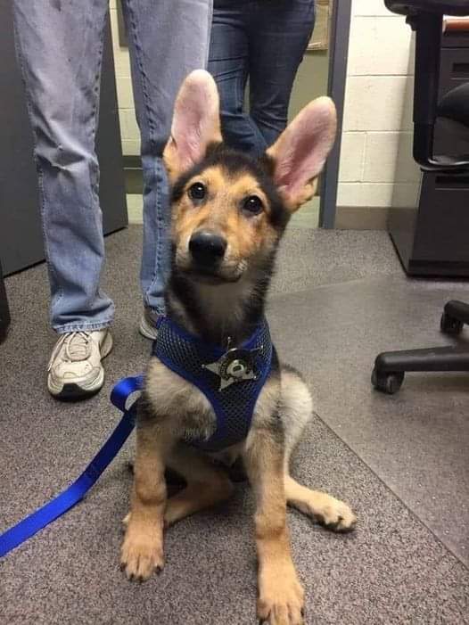 I was just adopted. Don't scroll without saying "Hello" to me 👋