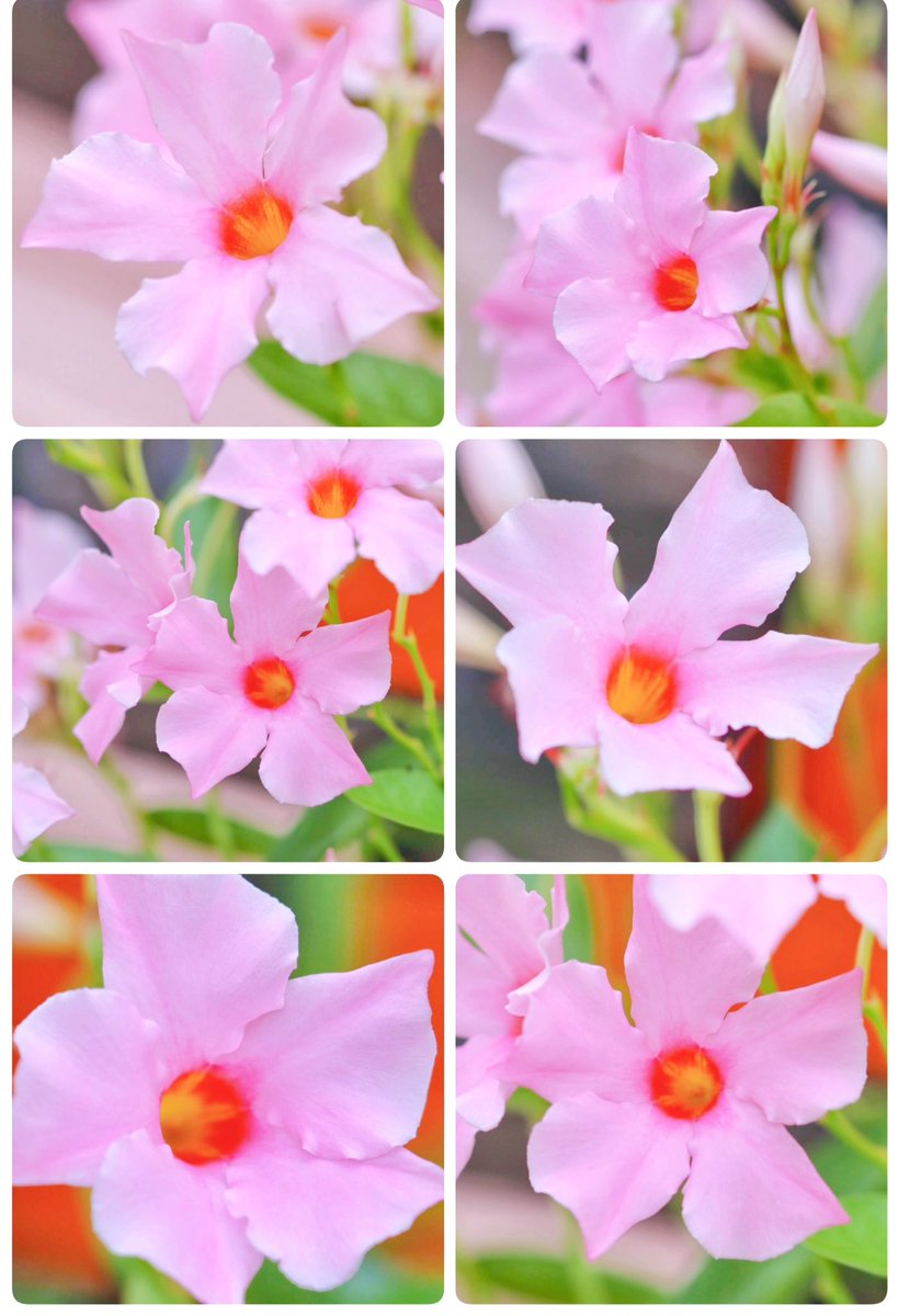 amane3158888's tweet image. 𑁍𓏸*.. おはようございます..*𓏸𑁍
素敵な一日を❀.(*´︶`*)❀
🌸お過ごしくださいね🌸
#マンテビラ
#花の写真を撮るのが好き
#花が好き #花撮り人 #花の写真
#花好きな人と繋がりたい
#TLを花で一杯にしよう