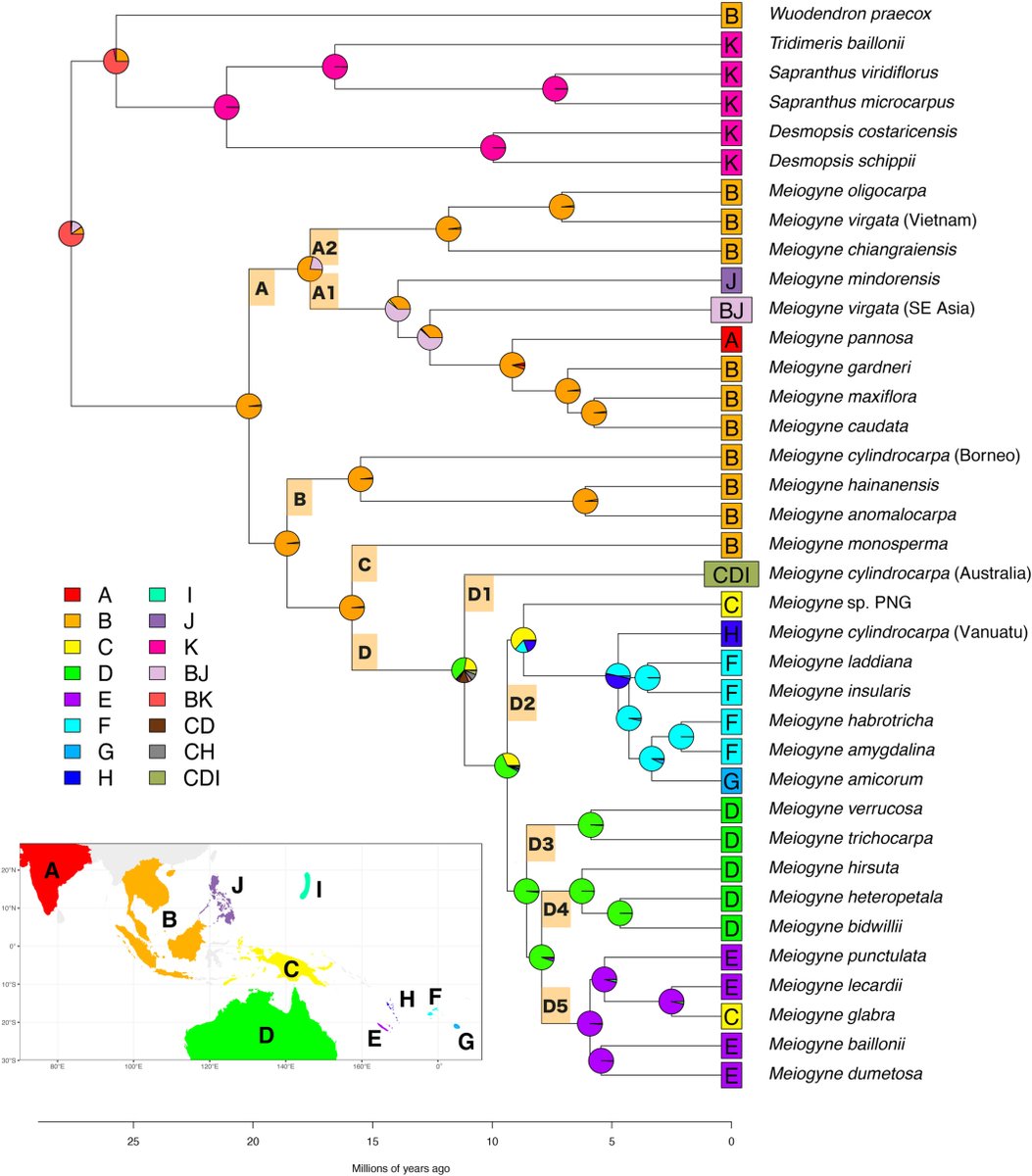 JournalSysEvo's tweet image. 🤏Small details,💥big results!
Liu et al.&apos;s work on #molecular #phylogenetics and trait-dependent #biogeography offers insights into the dispersal of Meiogyne (Annonaceae) across the Australasia–Pacific region.

🌏doi.org/10.1111/jse.70…

@WileyEcolEvol #evolution #PlantSci