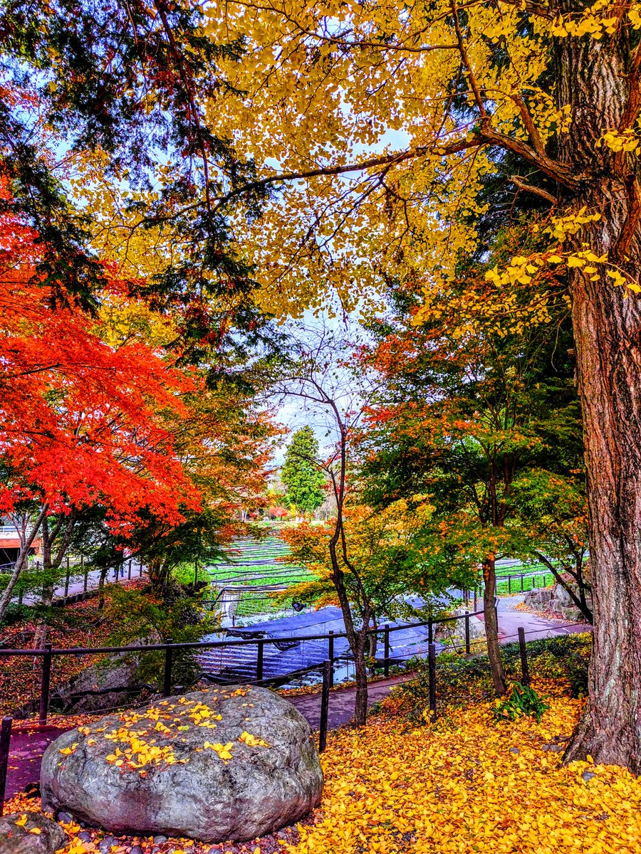 ✤杏梨✤🌿🍒 tweet media